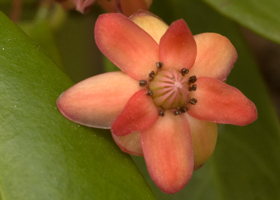 Illicium lanceolatum